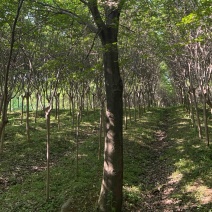 榉树
