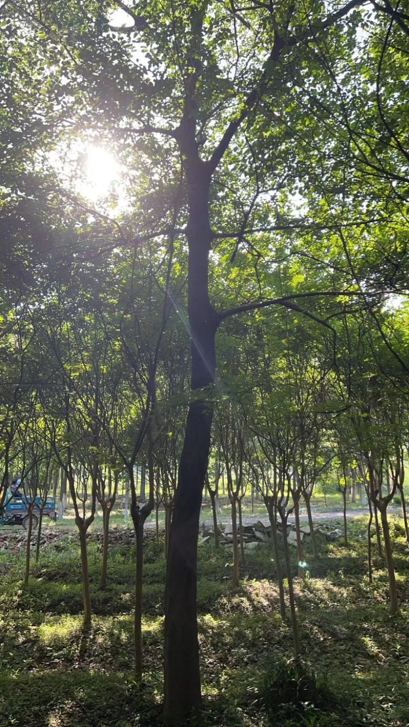 榉树