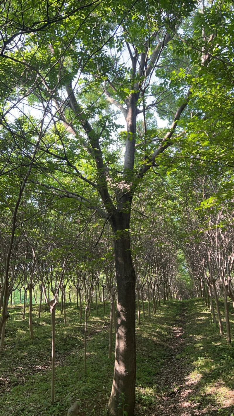 榉树