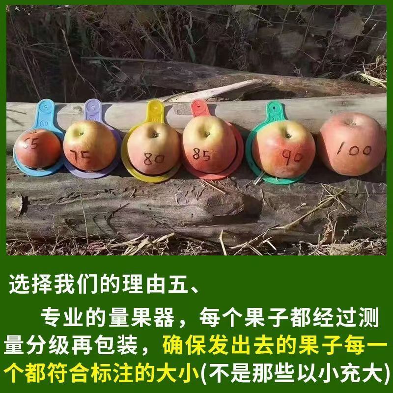 正宗阿克苏红旗坡冰糖心苹果，量大从优保质保量支持在线下单