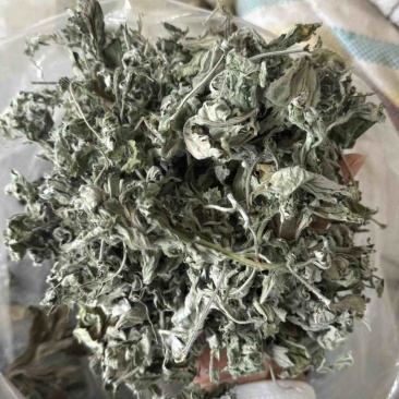 艾叶艾草整个艾叶切片艾叶大艾叶实物拍摄泡脚艾叶