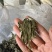 艾叶艾草整个艾叶切片艾叶大艾叶实物拍摄泡脚艾叶