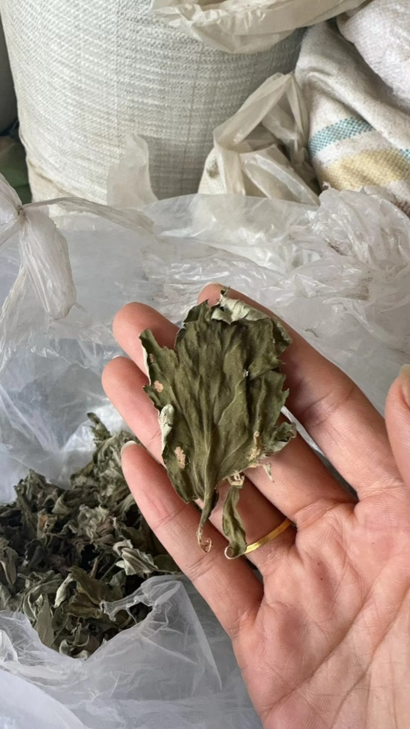 艾叶艾草整个艾叶切片艾叶大艾叶实物拍摄泡脚艾叶