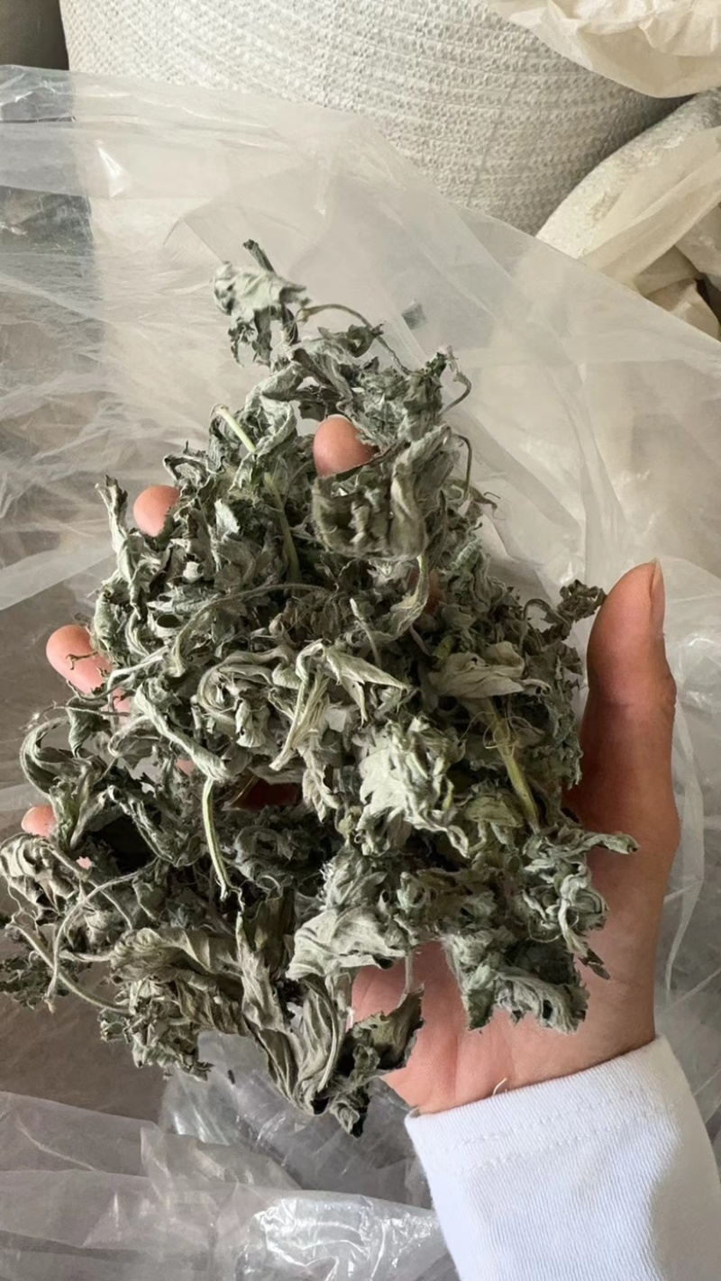 艾叶艾草整个艾叶切片艾叶大艾叶实物拍摄泡脚艾叶