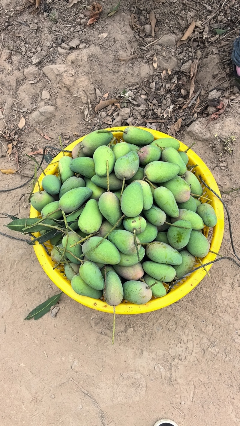小台农芒果新鲜现摘树上熟超甜正宗海南金煌贵妃芒果