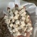 茯苓茯苓丁中心丁大别山茯苓无硫实拍多种规格
