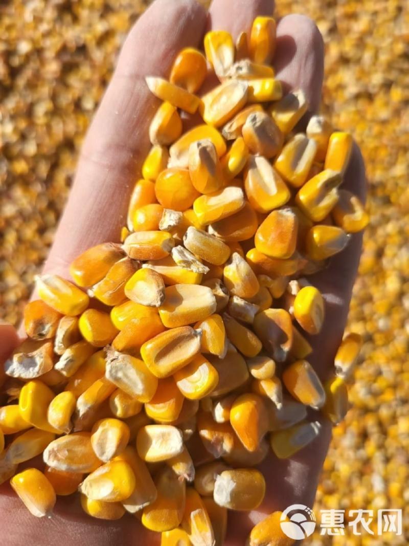 玉米玉米粒，农家优质玉米粒对接全国河南发货干净无杂质。