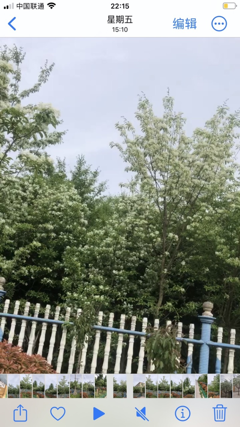 流苏树1-10公分量大可以优惠自家种植基地
