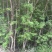 流苏树1-10公分量大可以优惠自家种植基地