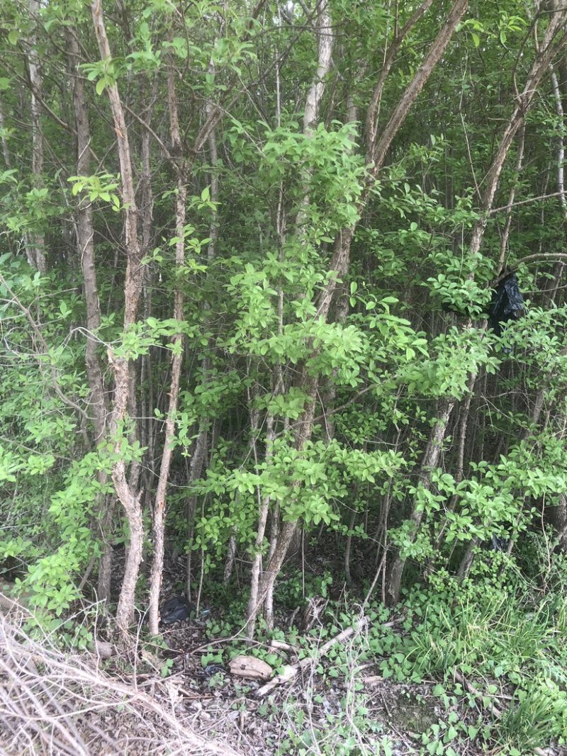 流苏树1-10公分量大可以优惠自家种植基地