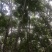流苏树1-10公分量大可以优惠自家种植基地