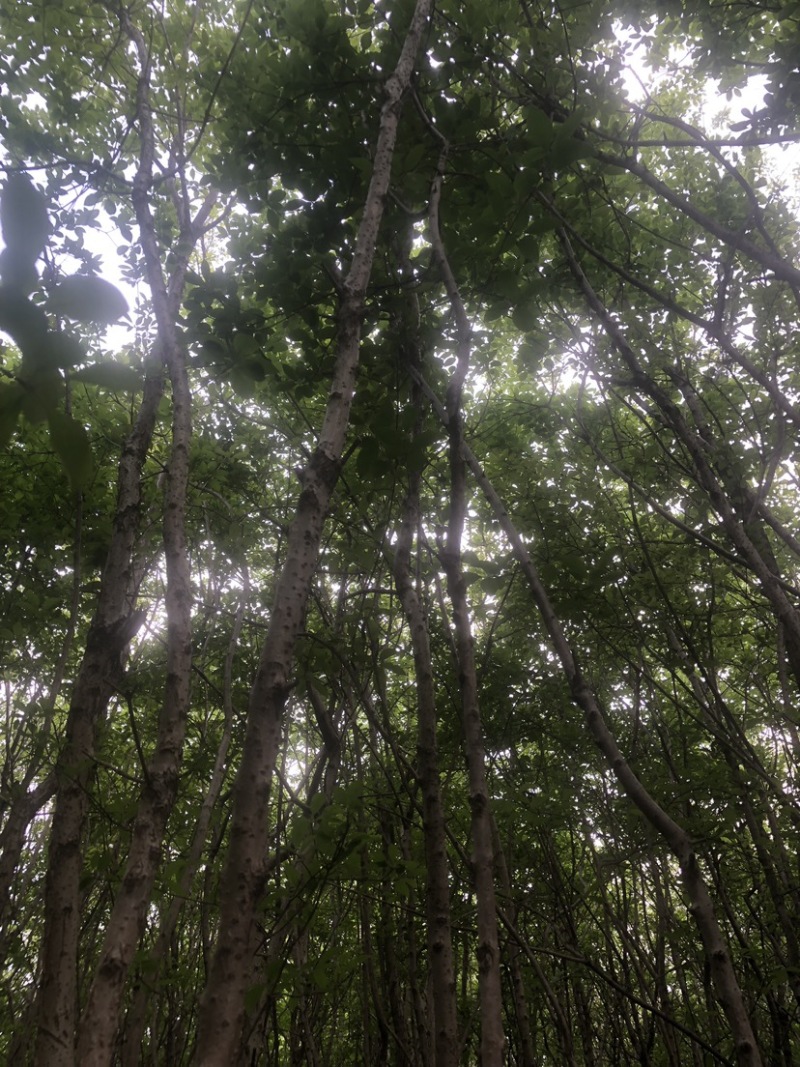 流苏树1-10公分量大可以优惠自家种植基地
