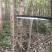 流苏树1-10公分量大可以优惠自家种植基地