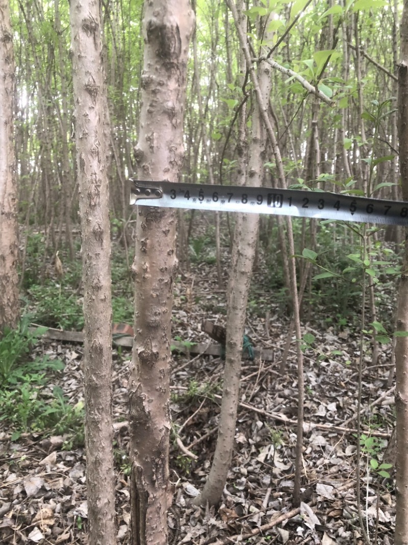 流苏树1-10公分量大可以优惠自家种植基地