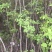 流苏树1-10公分量大可以优惠自家种植基地