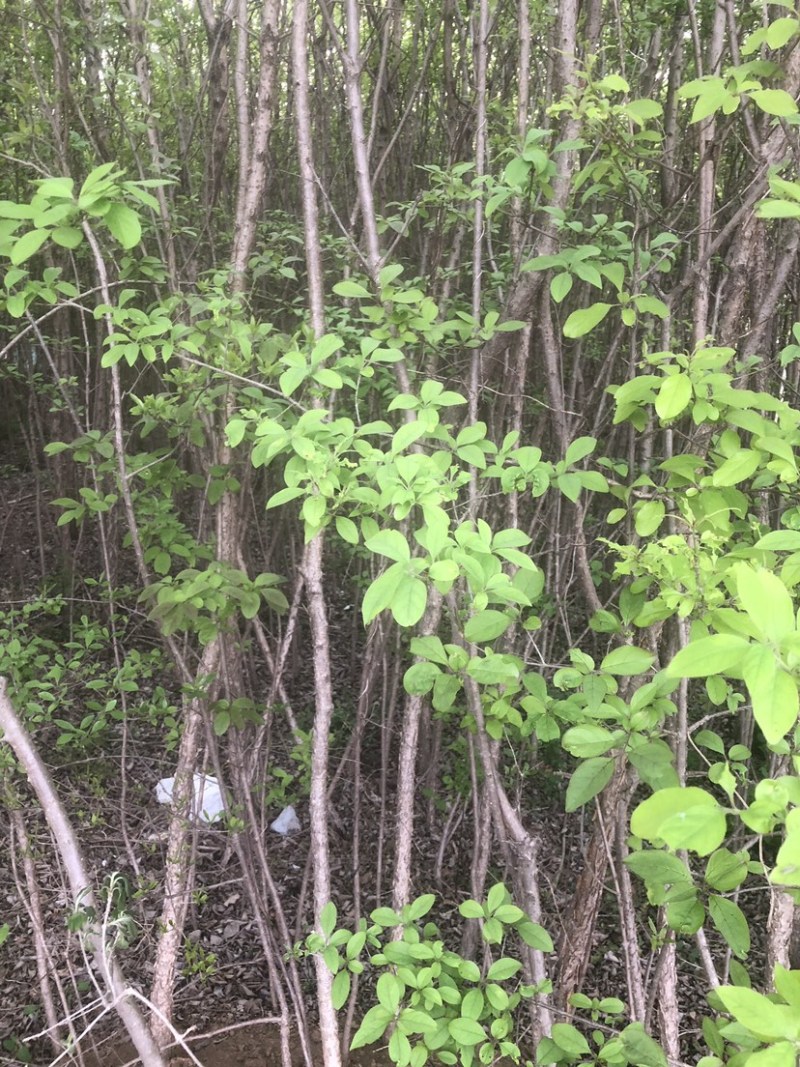 流苏树1-10公分量大可以优惠自家种植基地