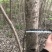 流苏树1-10公分量大可以优惠自家种植基地