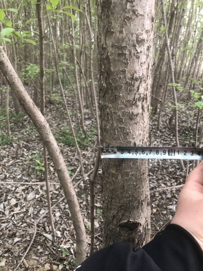 流苏树1-10公分量大可以优惠自家种植基地