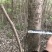 流苏树1-10公分量大可以优惠自家种植基地