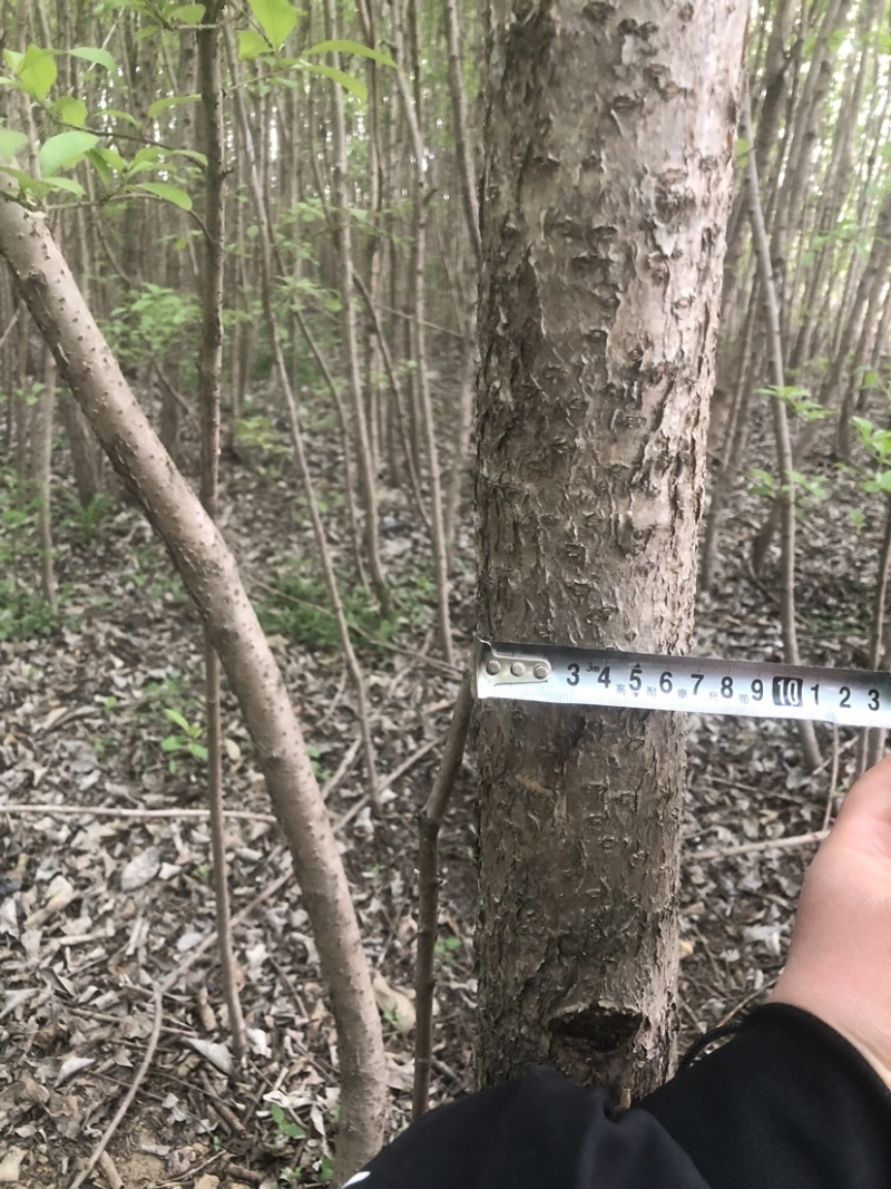 流苏树1-10公分量大可以优惠自家种植基地