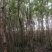 流苏树1-10公分量大可以优惠自家种植基地