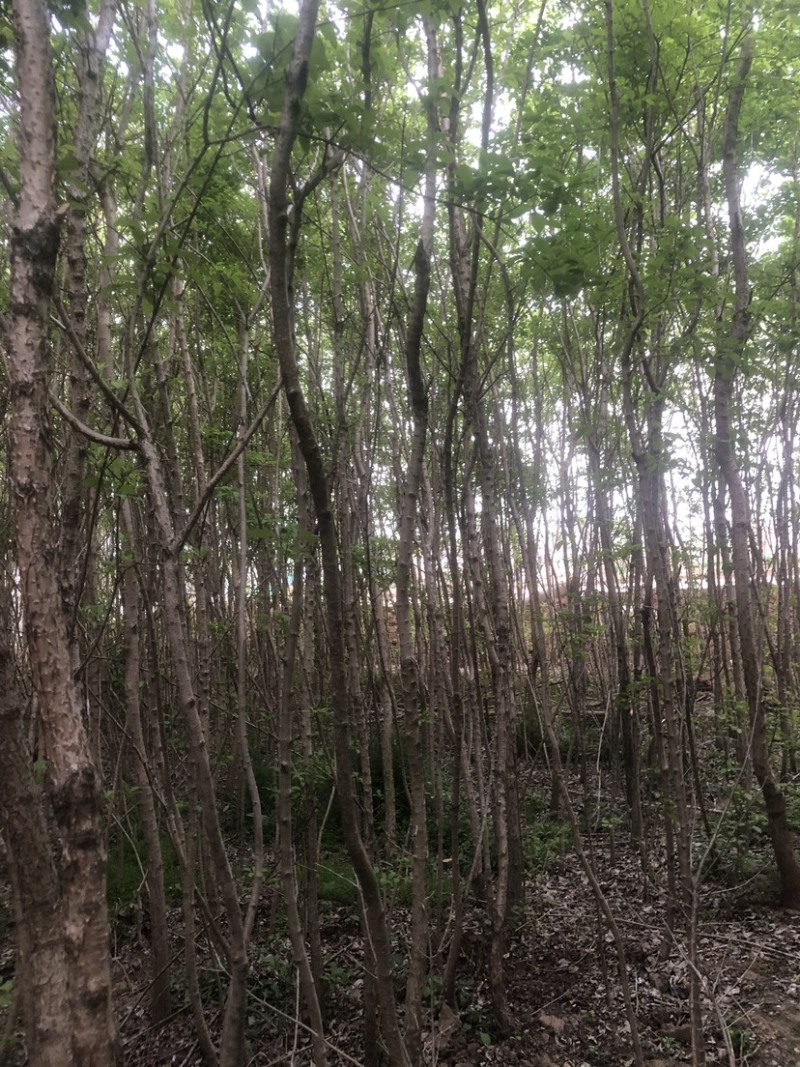 流苏树1-10公分量大可以优惠自家种植基地
