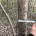 流苏树1-10公分量大可以优惠自家种植基地