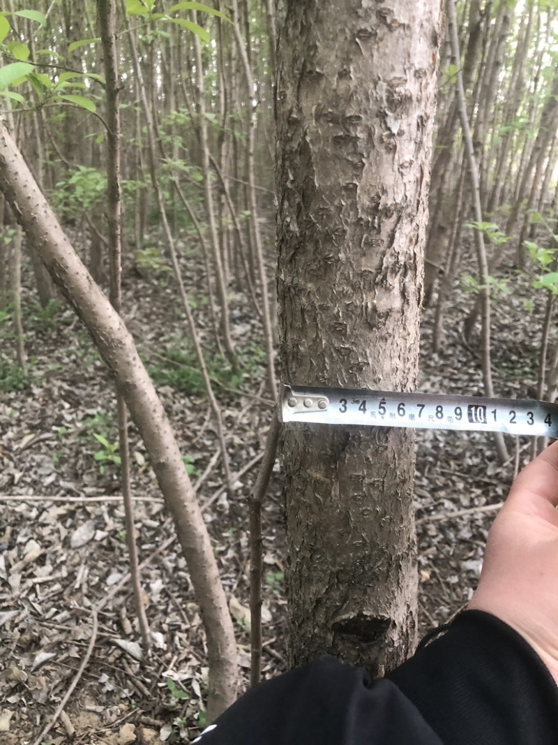流苏树1-10公分量大可以优惠自家种植基地