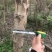 流苏树1-10公分量大可以优惠自家种植基地