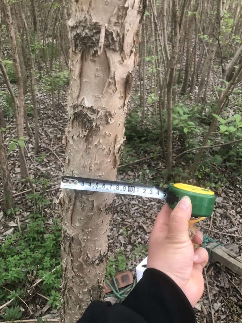 流苏树1-10公分量大可以优惠自家种植基地