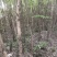 流苏树1-10公分量大可以优惠自家种植基地