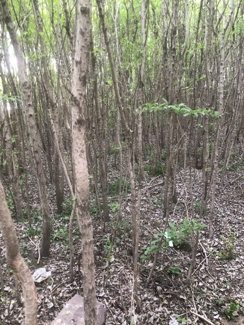 流苏树1-10公分量大可以优惠自家种植基地