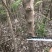 流苏树1-10公分量大可以优惠自家种植基地