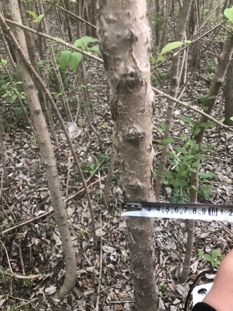 流苏树1-10公分量大可以优惠自家种植基地