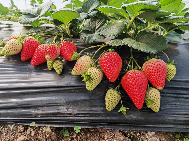 大凉山草莓鲜果