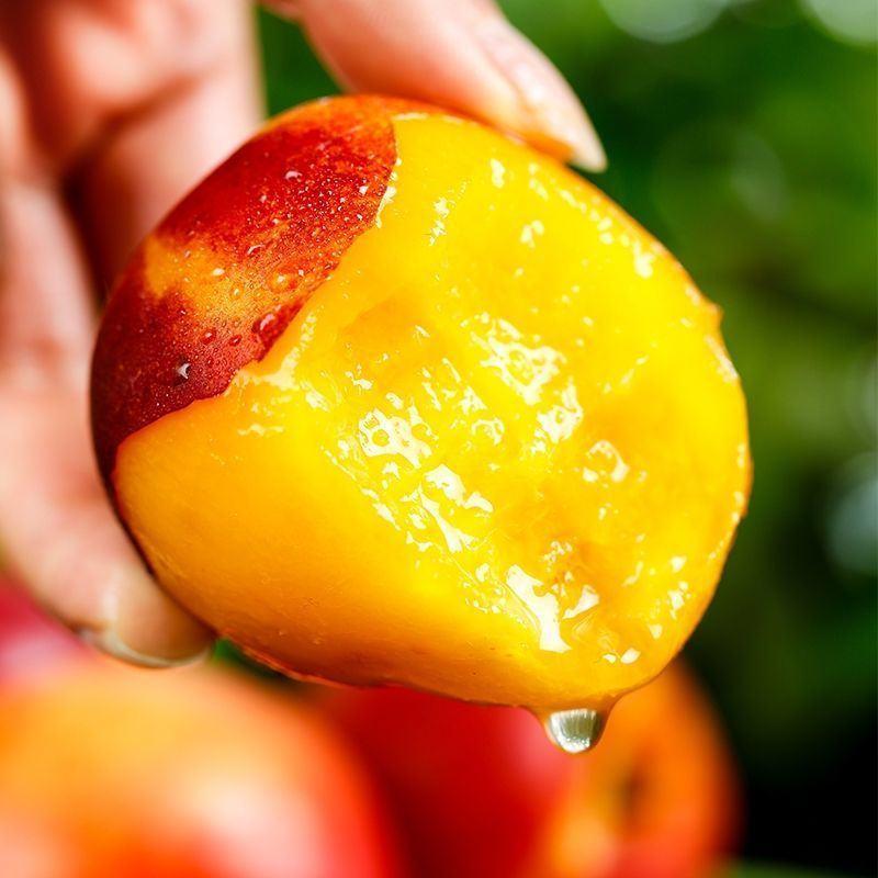 一件代发湖北油桃子当季新鲜现摘水果红皮黄肉油桃