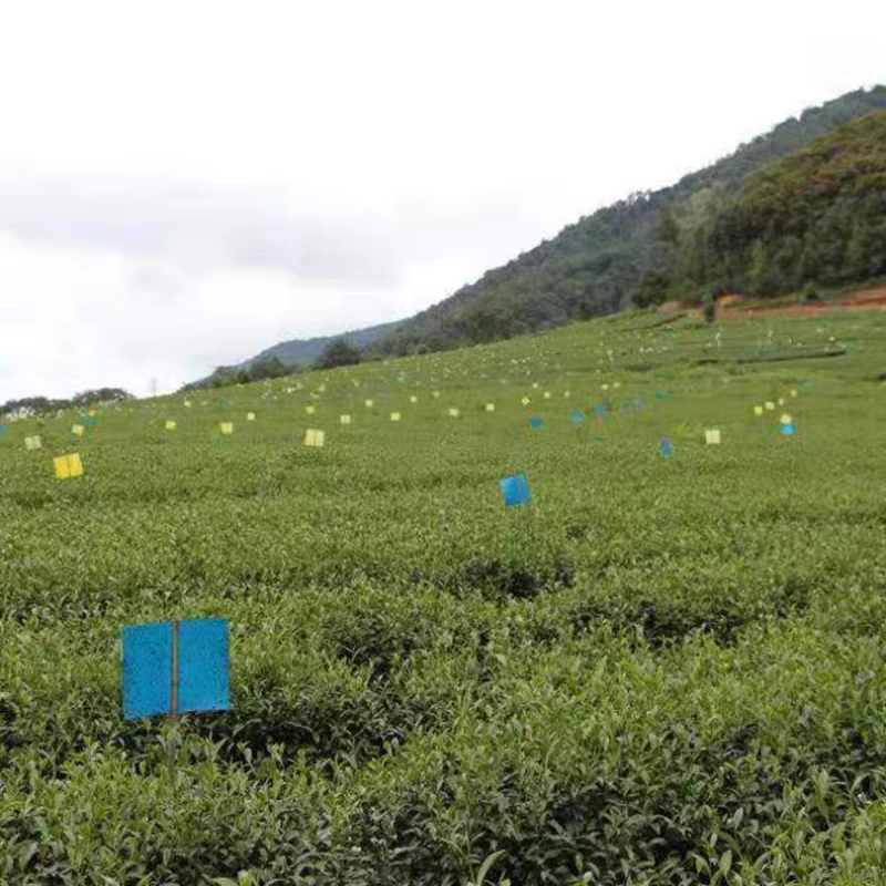 蓟马克星蓝板粘虫板双面诱虫板蓝色蓟马贴花卉果园菜地大棚粘飞蛾