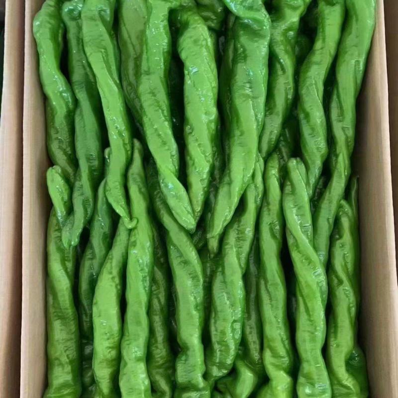 山西精品螺丝椒大棚辣椒产地直发一手货源质量保证