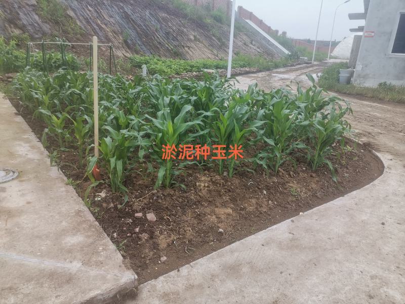 有机肥200方免费送