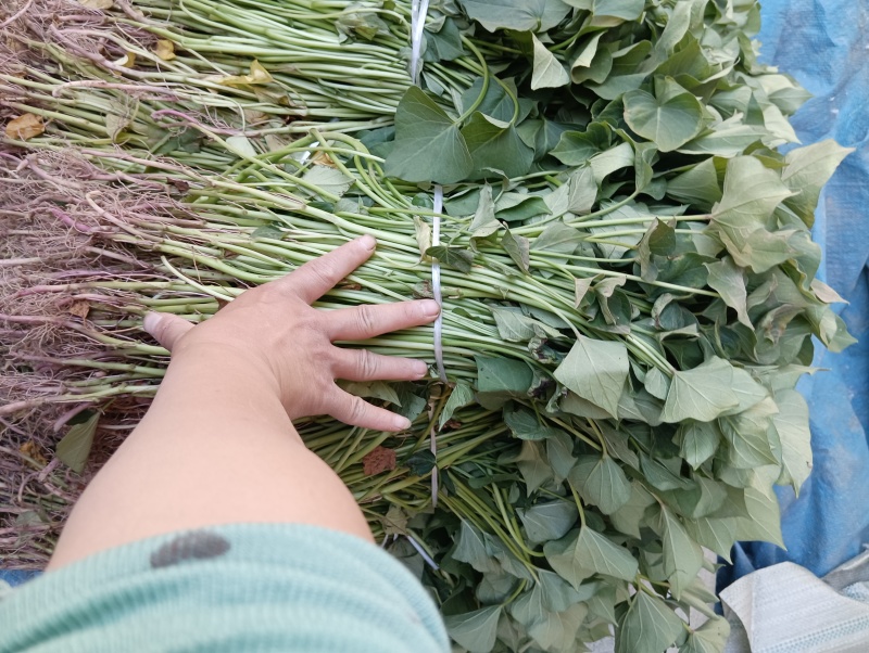 玛莎丽红薯苗、玛莎丽地瓜苗、玛莎丽薯苗、玛莎丽、红薯苗、