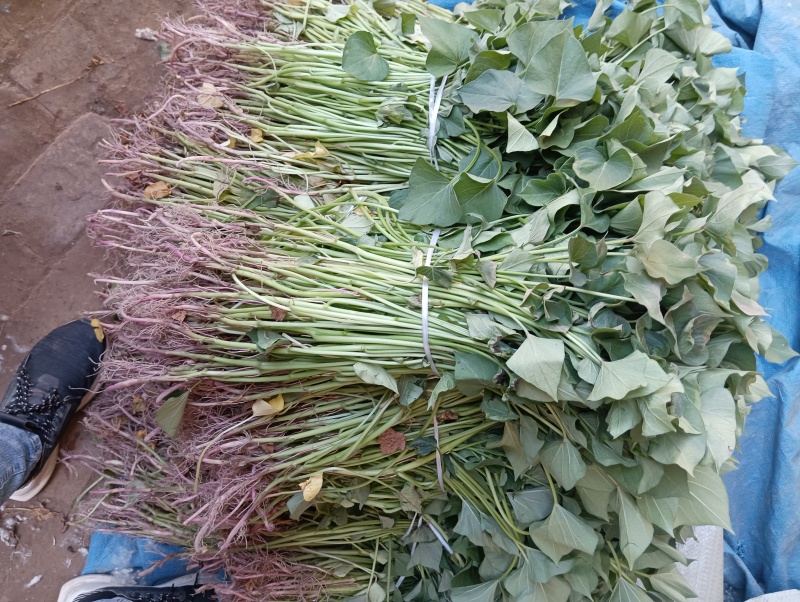 玛莎丽红薯苗、玛莎丽地瓜苗、玛莎丽薯苗、玛莎丽、红薯苗、
