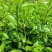 【油茶苗】供应油茶杯苗，裸根苗，规格40-80公分高