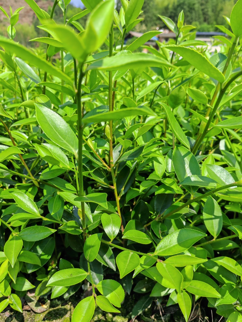 【油茶苗】供应油茶杯苗，裸根苗，规格40-80公分高