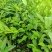 【油茶苗】供应油茶杯苗，裸根苗，规格40-80公分高