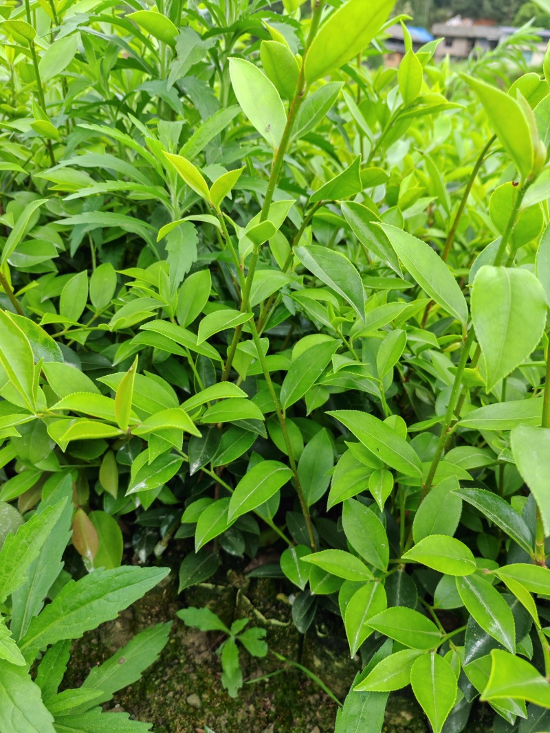 【油茶苗】供应油茶杯苗，裸根苗，规格40-80公分高