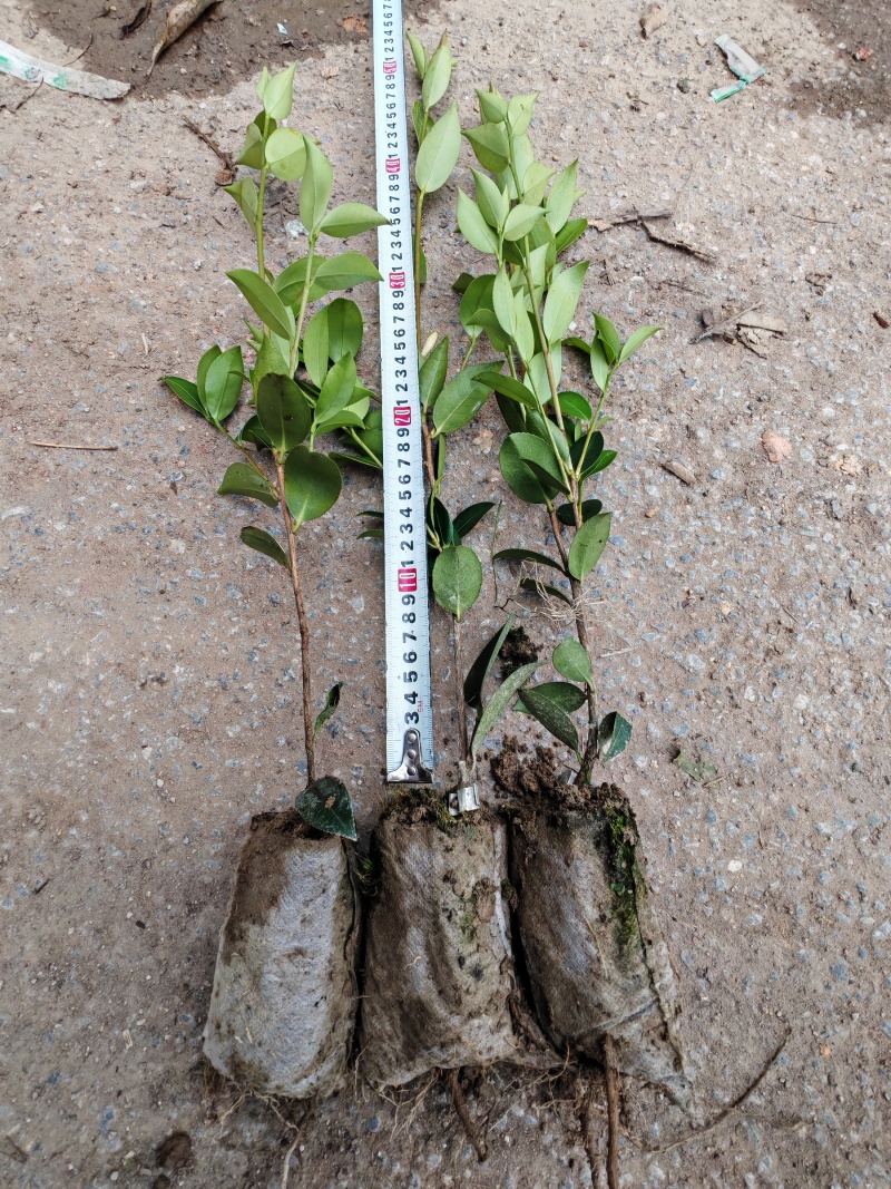 【油茶苗】供应油茶杯苗，裸根苗，规格40-80公分高