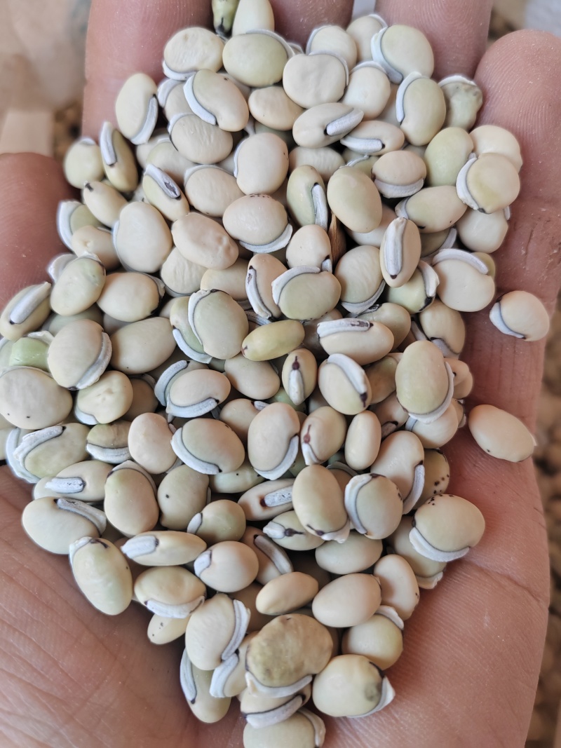 白扁豆，云南药豆白扁豆，干扁豆，大量供应