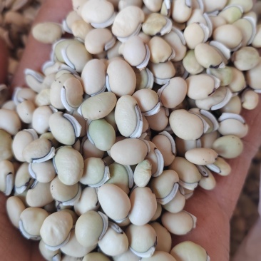 白扁豆，云南药豆白扁豆，干扁豆，大量供应