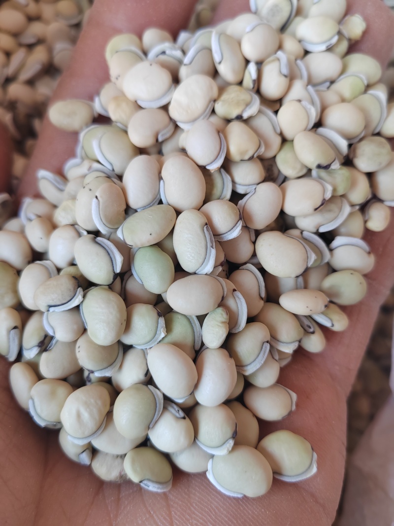 白扁豆，云南药豆白扁豆，干扁豆，大量供应