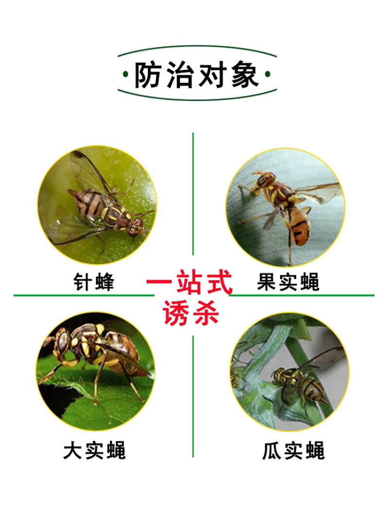 瓜果实蝇诱粘剂果蝇诱捕器灭针蜂药果园菜园引诱剂诱捕剂